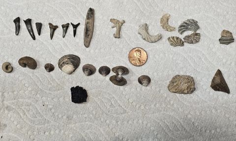 shark teeth, agerostrea