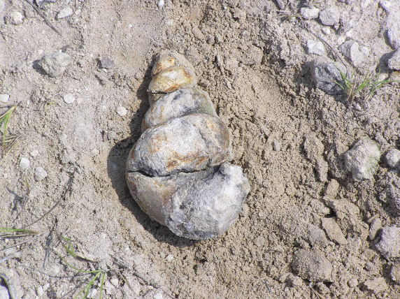 fossil gastropod