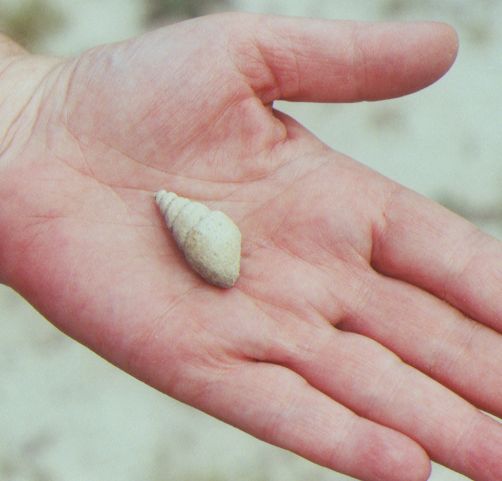 fossil gastropod