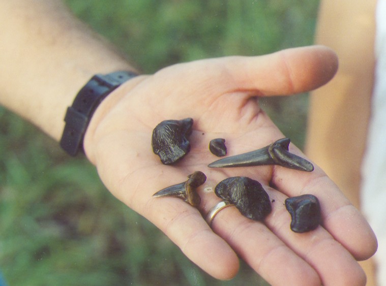 fossil shark and ptychodus teeth