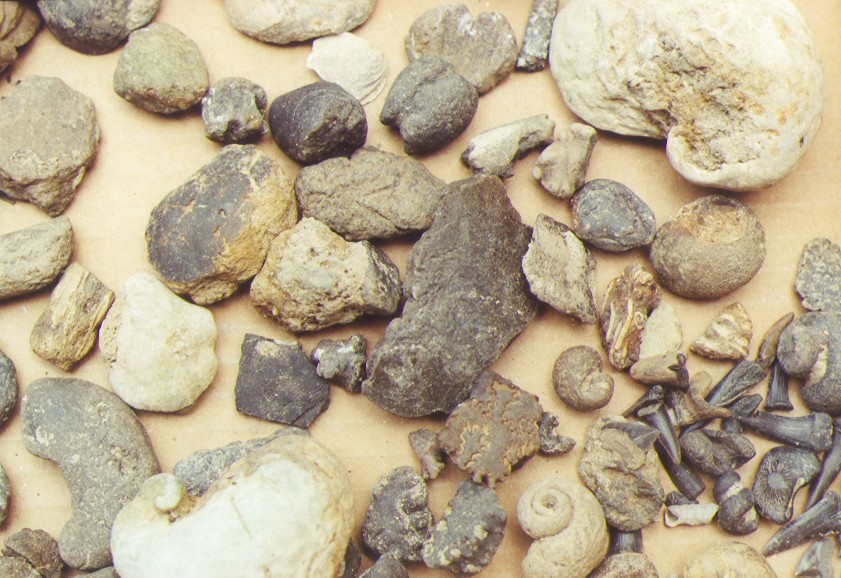 fossil shark teeth, gastropod, miscellaneous