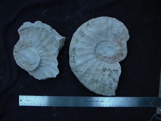 fossil ammonite