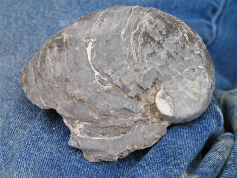 fossil exogira