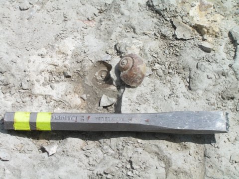 fossil gastropod