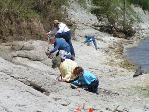 hunting fossils in chalk bluffs