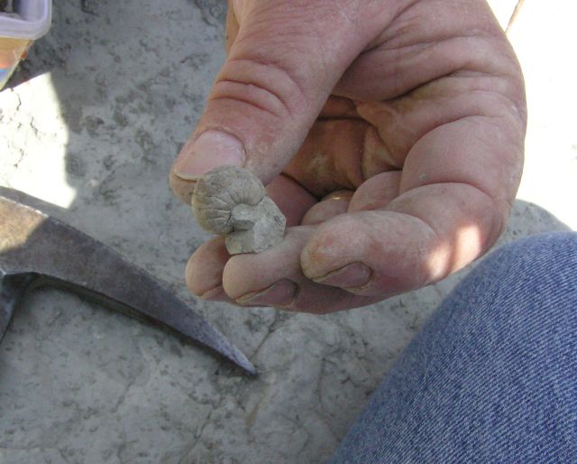 fossil nautiloid