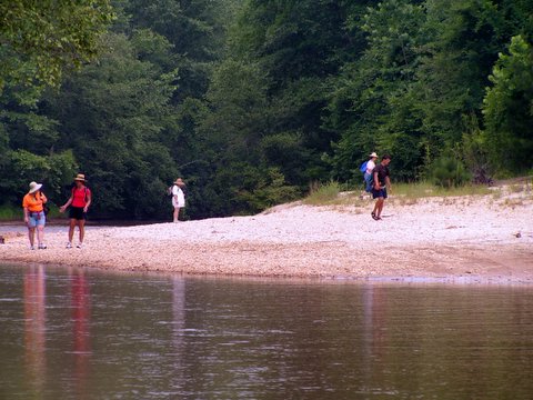 hunting fossil wood by creek