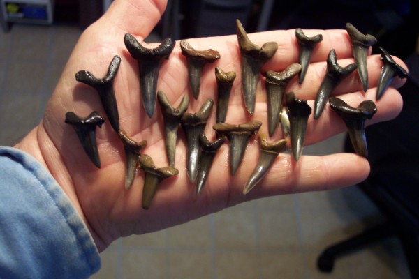 fossil shark teeth