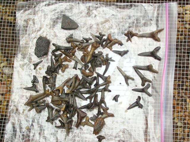 screen of fossil shark teeth