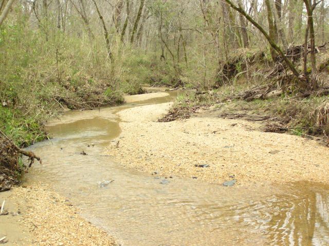 hunting shark teeth in creek