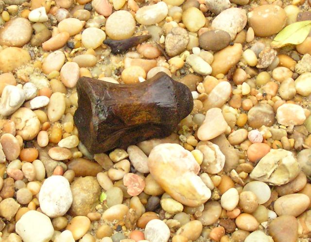 fossil mosasaur vertebra and shark tooth