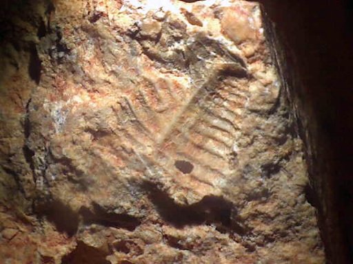 fossil trilobite