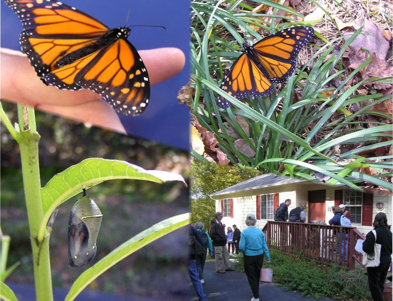 monarch butterflies