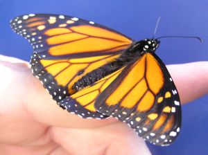 monarch butterfly