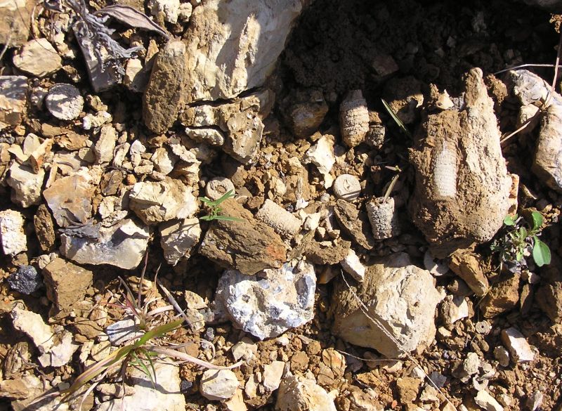 fossil crinoid