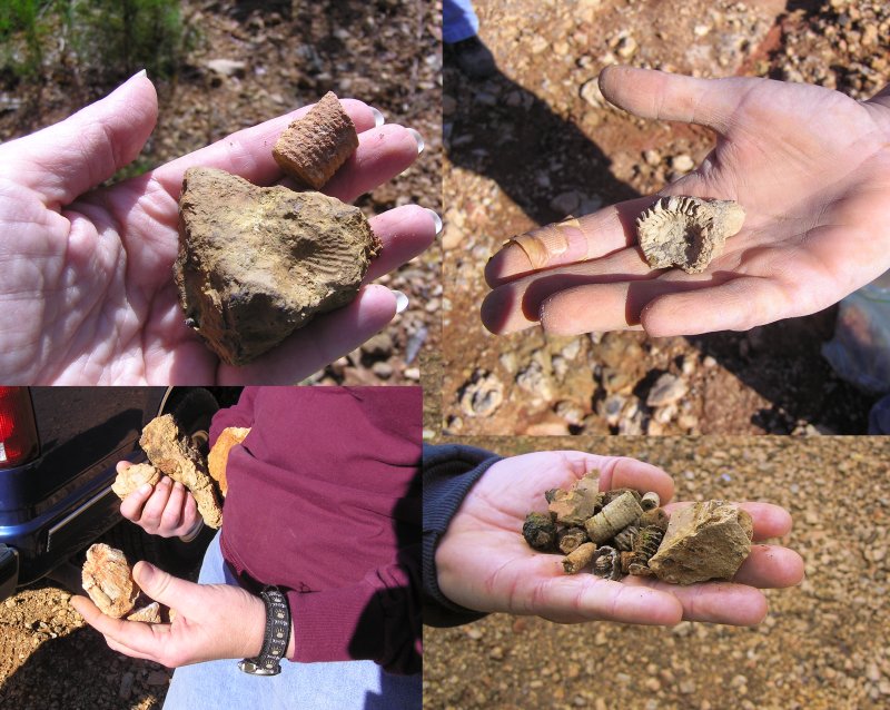 samples of fossils