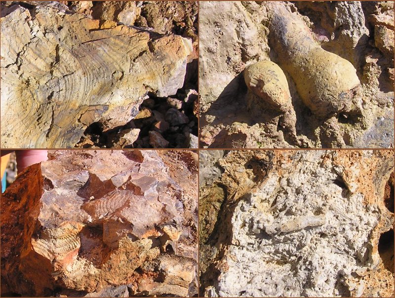 miscellaneous fossils