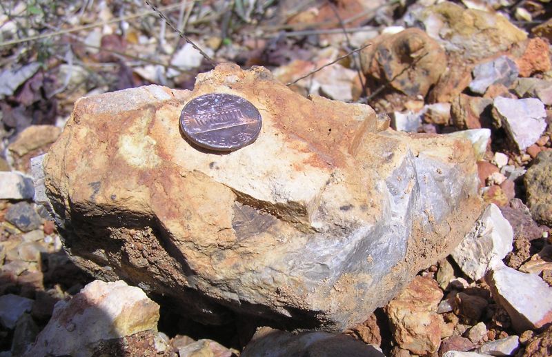 fossil trilobite