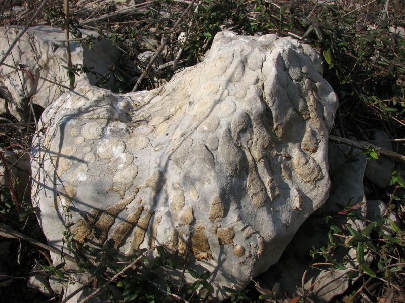 fossil coral