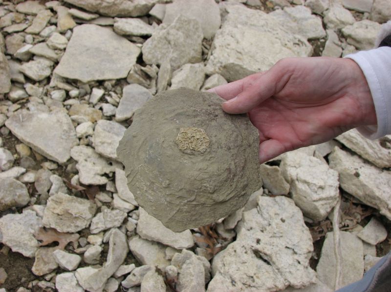 fossil sponge