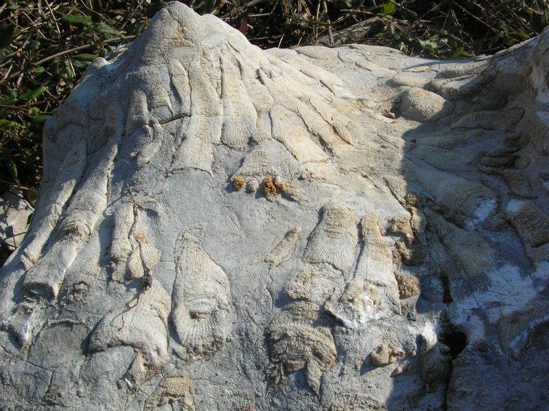 fossil coral