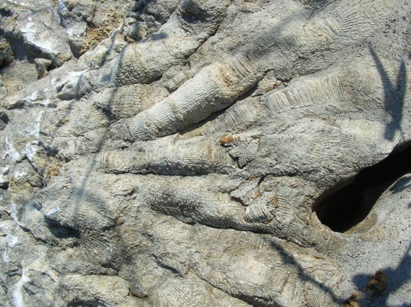 fossil coral