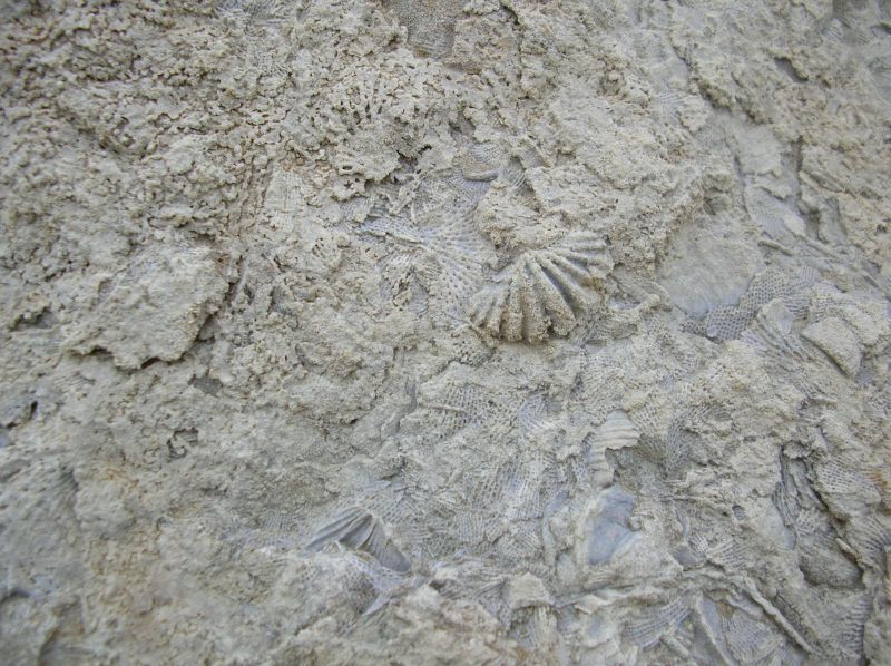 fossil shell