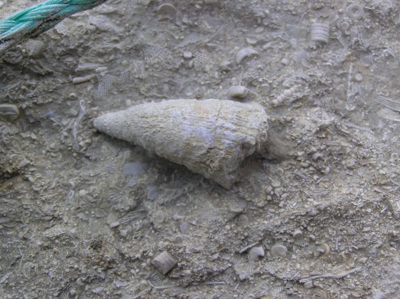 fossil horned coral