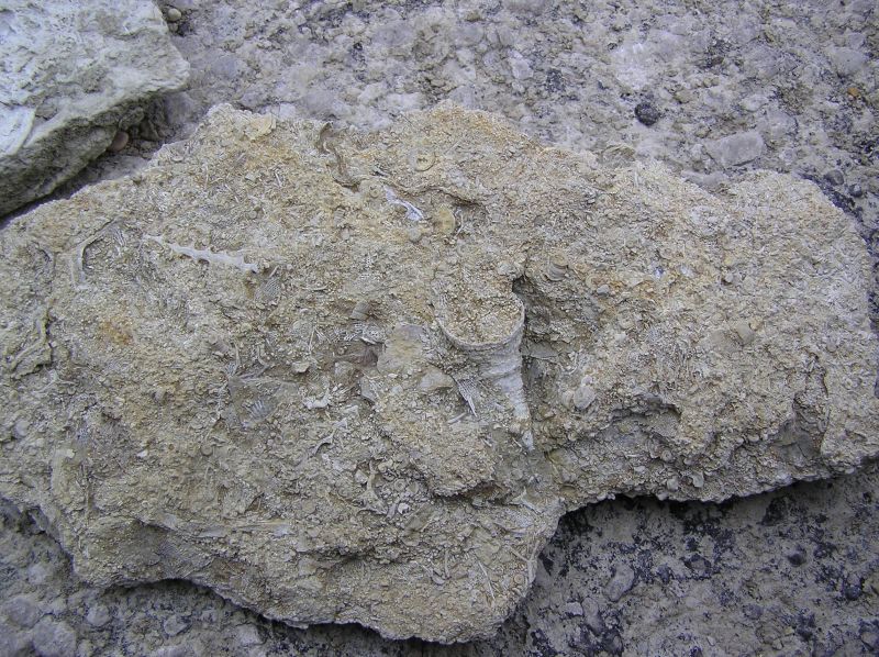 fossil coral