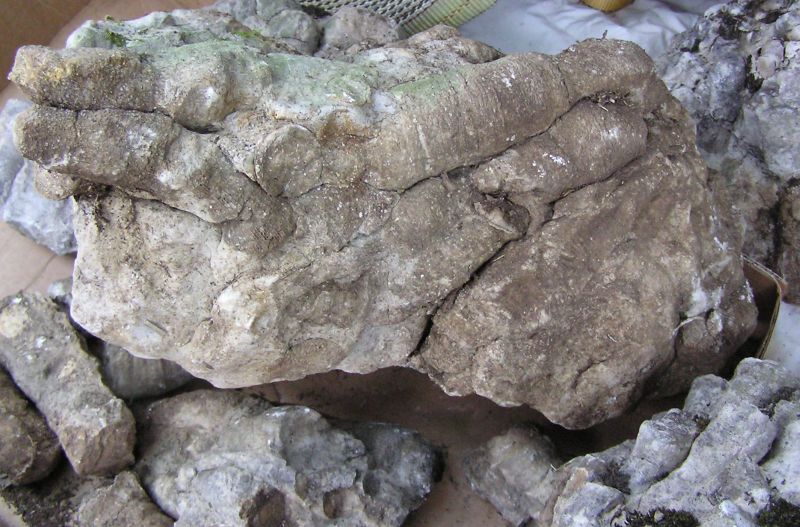 fossil coral