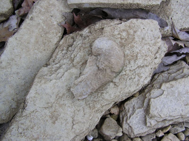 fossil gastropod