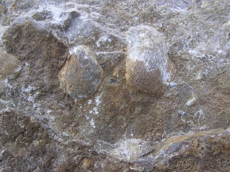 fossil shells