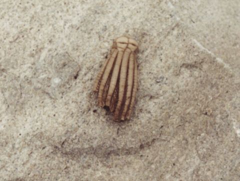 crinoid