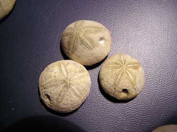 echinoid