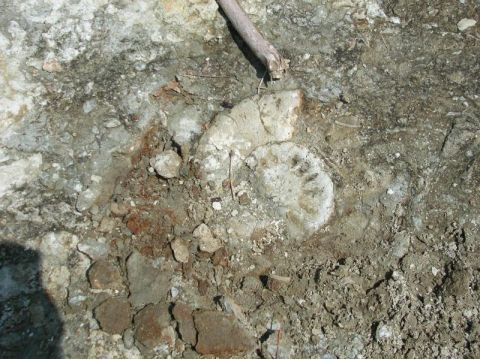 fossil ammonite