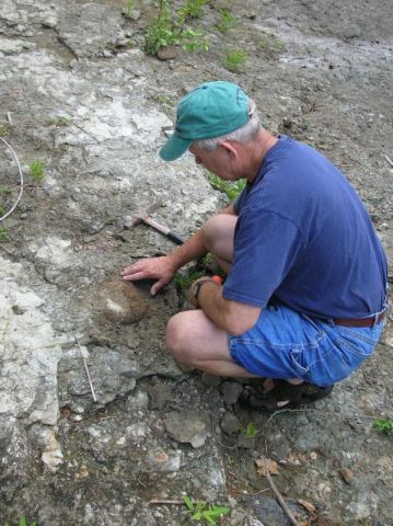 hunting fossils in chalk