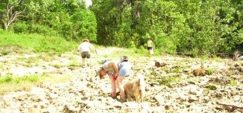 hunting fossils in chalk area