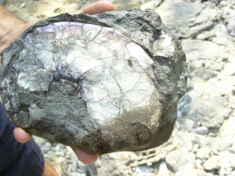 fossil ammonite with mother of pearl