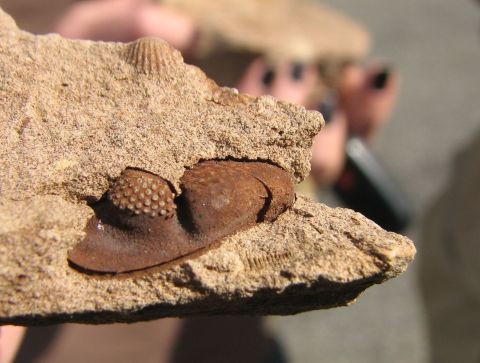 trilobite eye