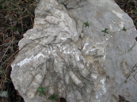 BPS fossil field trip