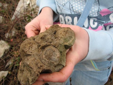 BPS fossil field trip