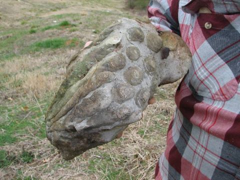 BPS fossil field trip