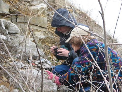 looking at fossils in rocks