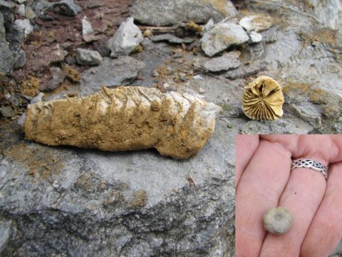 BPS fossil field trip