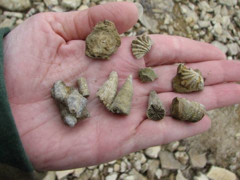 horned coral and brachiapods