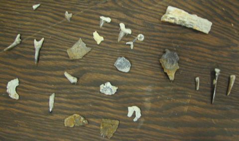 Miscellaneous fossils