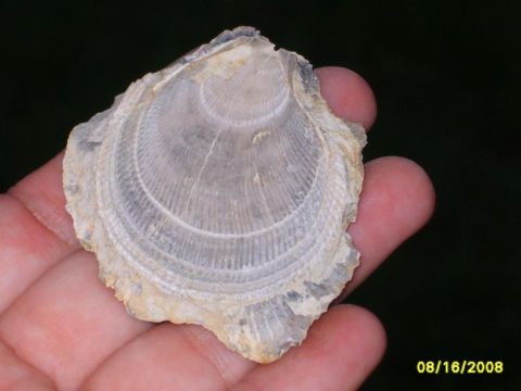 Fossil shell