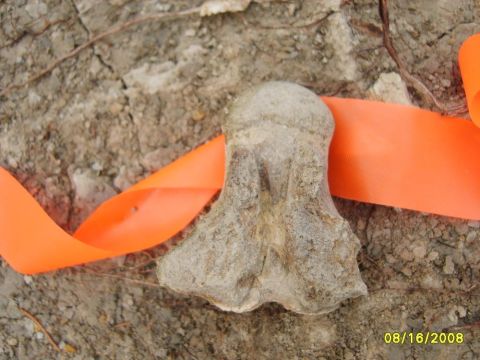 Mosasaur vertebra