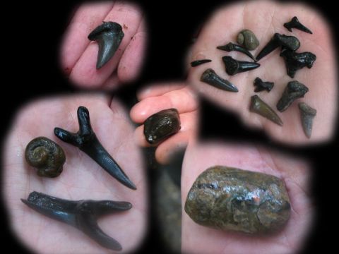 Shark teeth and belemnite