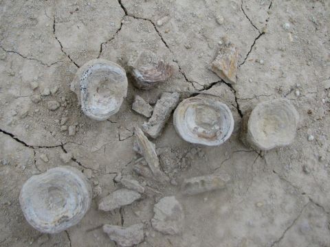 Several shark vertebra